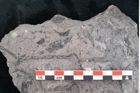 Foto (Detailansicht) von Casuarinites cretaceus Ettingshausen (NHMW-GEO-2024-0188-10216)